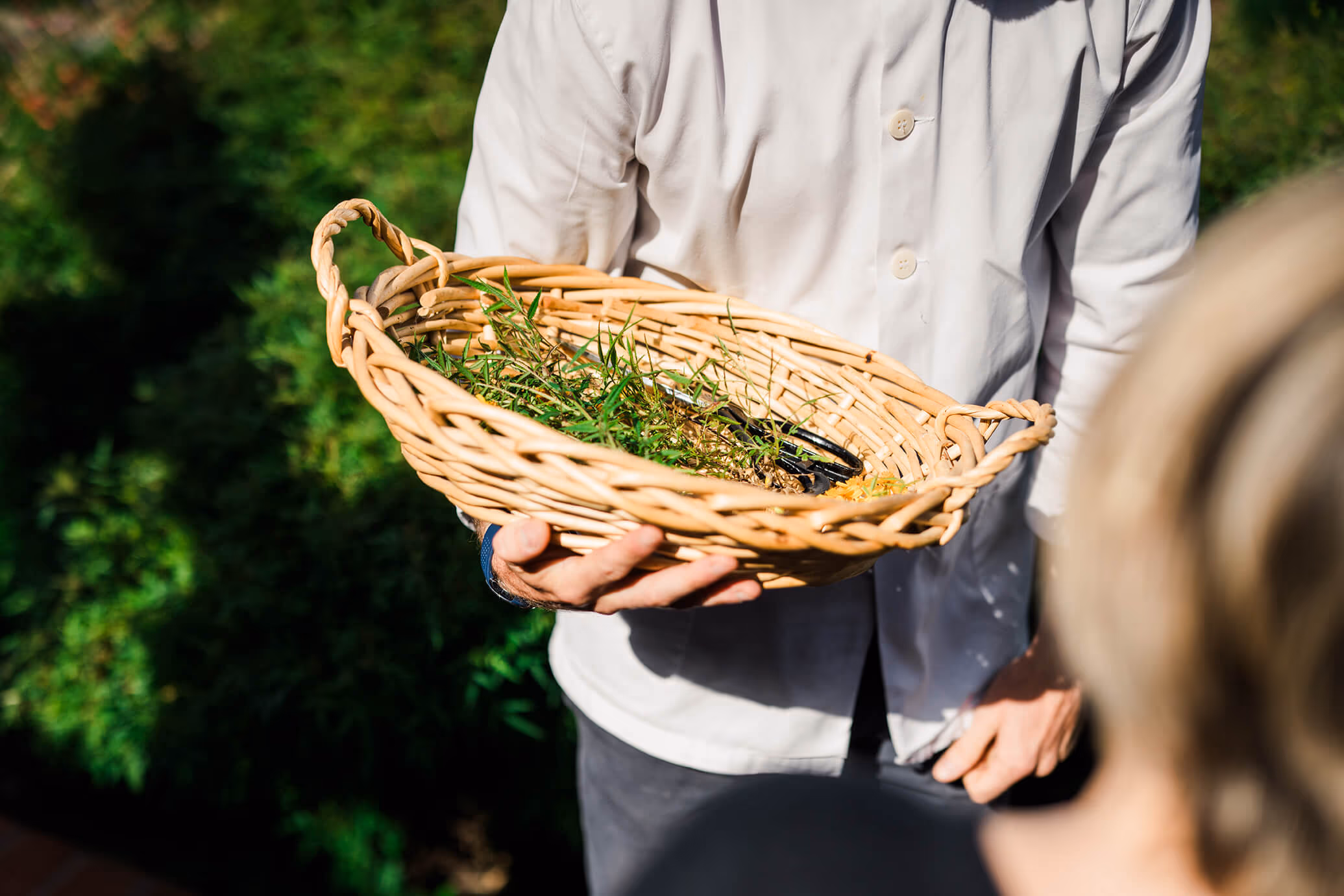 Kammerer harvesting Marigold for his Krug pairing. Photography by Matt Morris. Image courtesy of Krug.